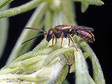 sweat or furrow bee (Lasioglossum sp.)