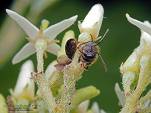 sweat or furrow bee (Lasioglossum sp.)