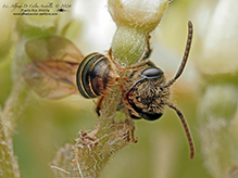 sweat or furrow bee (Lasioglossum sp.)
