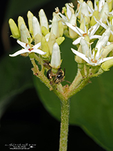 sweat or furrow bee (Lasioglossum sp.)