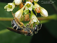 sweat or furrow bee (Lasioglossum sp.)