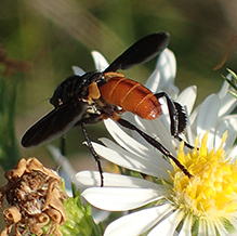 swift feather-legged fly