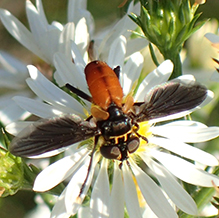 swift feather-legged fly