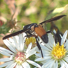 swift feather-legged fly