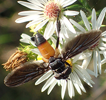 swift feather-legged fly