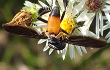 swift feather-legged fly