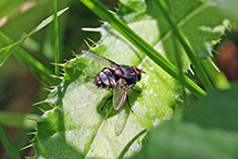 tachinid fly (family Tachinidae)