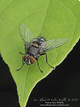 tachinid fly (subfamily Exoristinae)