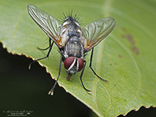 tachinid fly (Thelaira americana)