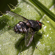 tachinid fly (Winthemia sp.)