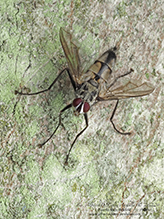 tachinid fly (Zelia vertebrata)