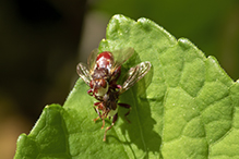 thick-headed fly (Myopa clausa)