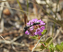 thick-headed fly (Physocephala sagittaria)