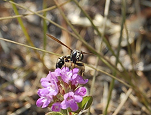 thick-headed fly (Physocephala sagittaria)