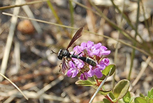 thick-headed fly (Physocephala sagittaria)