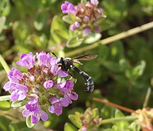 thick-headed fly (Physocephala sagittaria)