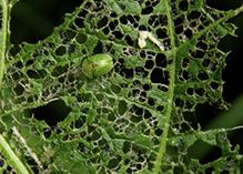 thistle tortoise beetle