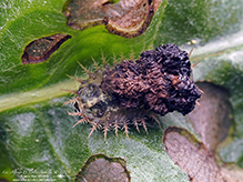 thistle tortoise beetle