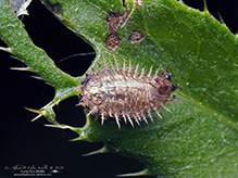 thistle tortoise beetle
