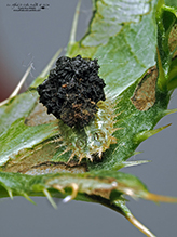 thistle tortoise beetle