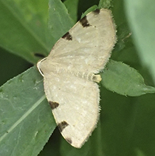 three-spotted fillip