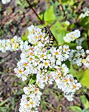 thynnid flower wasp (Myzinum maculatum)