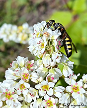 thynnid flower wasp (Myzinum maculatum)