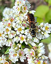 thynnid flower wasp (Myzinum maculatum)
