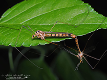 tiger crane fly (Nephrotoma alterna)