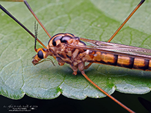 tiger crane fly (Nephrotoma alterna)