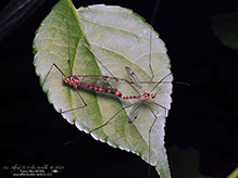 tiger crane fly (Nephrotoma alterna)
