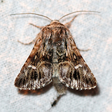 toadflax brocade moth