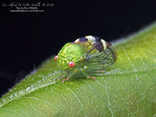 treehopper (Cyrtolobus dixianus)