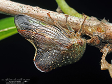 treehopper (Telamona monticola)