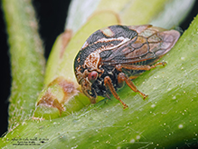 treehopper (Xantholobus muticus)