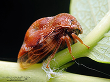 treehopper (Xantholobus muticus)