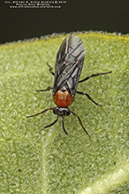 trefoil sawfly