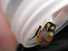 tricolored bumble bee