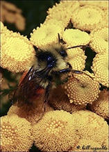 tricolored bumble bee