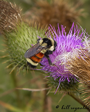 tricolored bumble bee