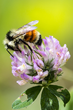 tricolored bumble bee