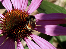 tricolored bumble bee