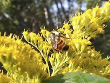 tricolored bumble bee