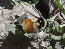 tricolored bumble bee