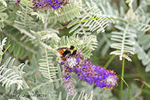 tricolored bumble bee