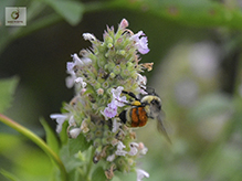 tricolored bumble bee