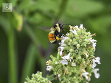 tricolored bumble bee