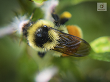 tricolored bumble bee