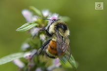 tricolored bumble bee