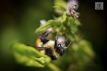 tricolored bumble bee